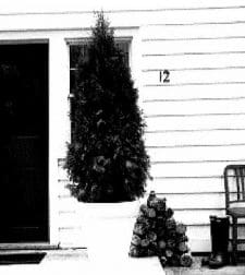 shrubbery